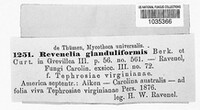 Ravenelia glanduliformis image